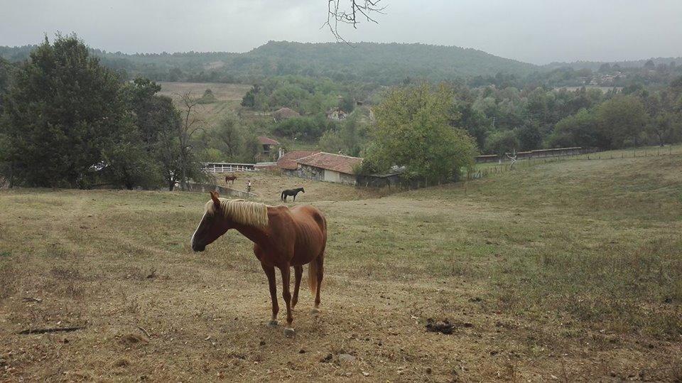 Ecopark Elena 호텔 외부 사진
